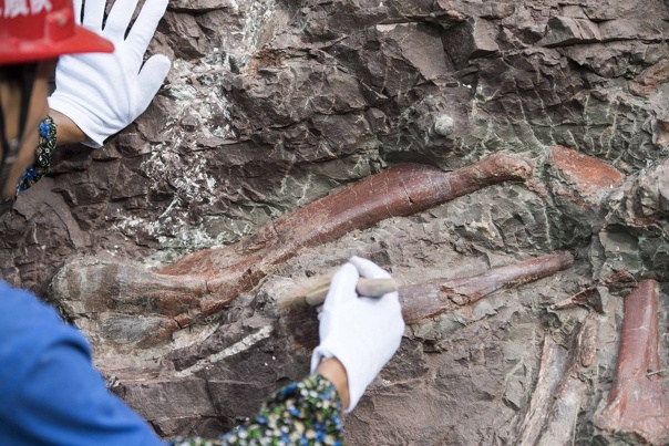 Окаменелость стегозавра возрастом 169 млн лет была найдена в районе города Чунцин на юго-западе Китая.