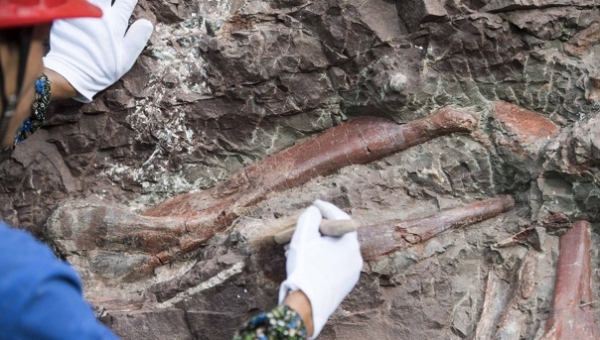 Окаменелость стегозавра возрастом 169 млн лет была найдена в районе города Чунцин на юго-западе Китая.