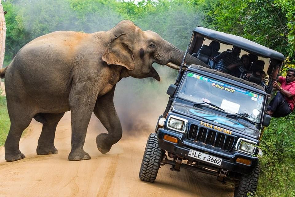  На Шри-Ланке слон напал на автобус