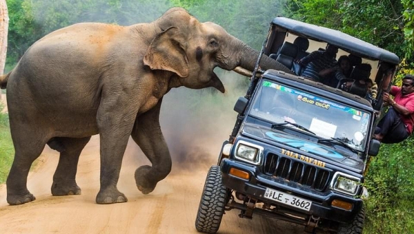  На Шри-Ланке слон напал на автобус