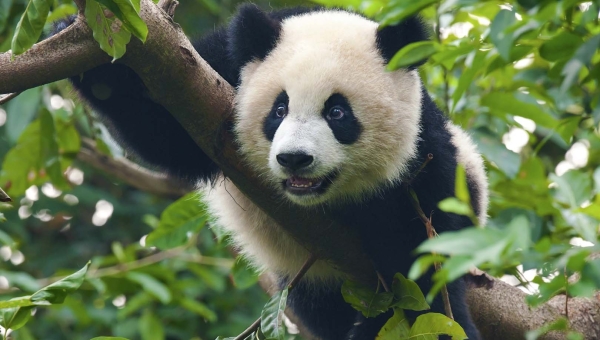 На юго-западе Пекина построят центр сохранения панд.