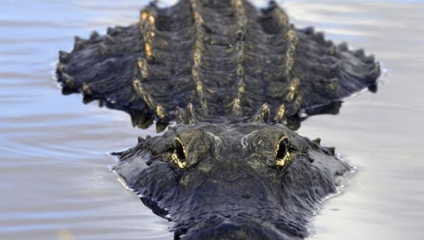 В Таиланде обнаружен неизвестный вид аллигатора