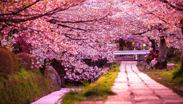 Сезон цветения сакуры каждый раз сокращается